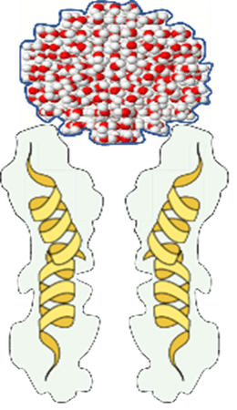 Water cluster before